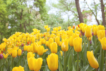 Field of yellow tulips in the morning garden