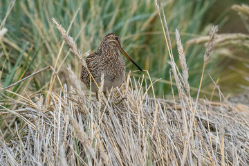 The Magellanic Snipe (Gallinago magellanica)