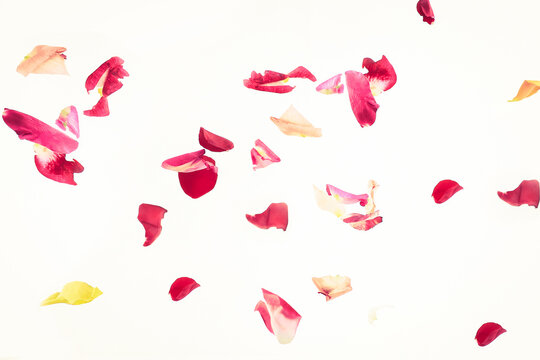 abstract background of pink petals.photo with place for text