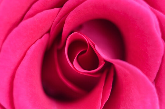 pink rose flower in full bloom zoomed in. petals of rose close up