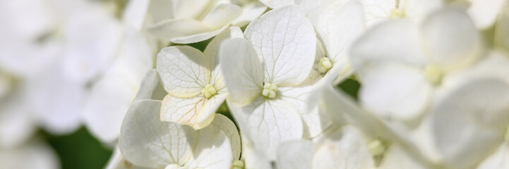 white hydrangea flowers in full bloom zoomed in. bud and petals of hydrangea close up. banner