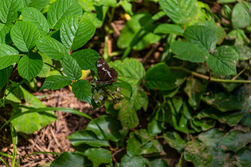 butterfly on a leaf