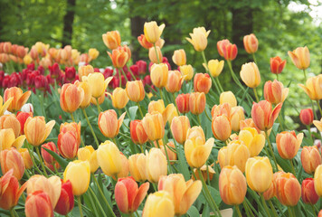 Multicolored tulips in the garden