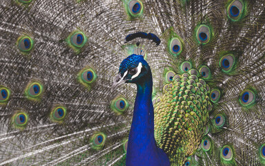 Obraz premium Pfau