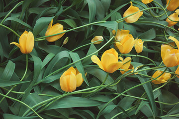 Vibrant yellow tulips lying on the meadow, top view
