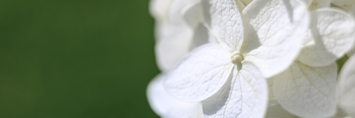 white hydrangea flowers in full bloom zoomed in. bud and petals of hydrangea close up. banner