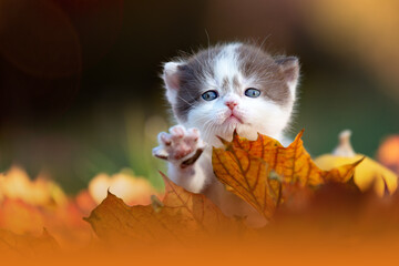 Katzenbaby Kitten im Herbst zwischen Blättern im Wald