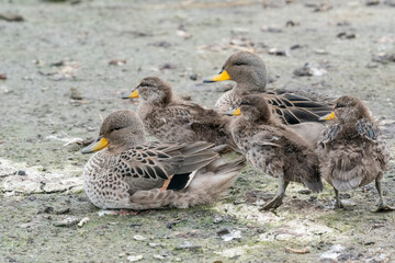 The yellow-billed pintail (Anas georgica)