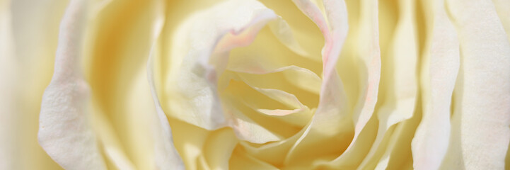 white yellow rose flower in full bloom zoomed in. petals of rose close up. banner