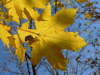 yellow maple leaves