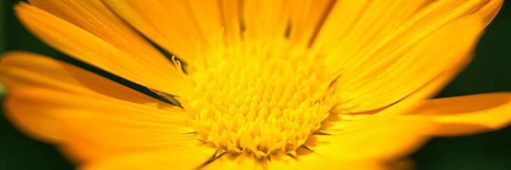 calendula flower orange color in full bloom zoomed in. bud and petals of marigold close up. banner