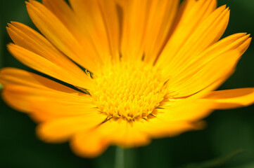 calendula flower orange color in full bloom zoomed in. bud and petals of marigold close up