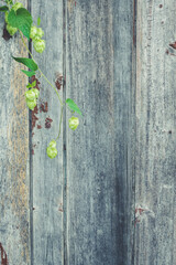 detail of hop cones on a rustik style wooden background