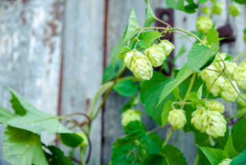 detail of hop cones on a rustik style wooden background