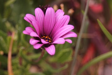 Obraz premium A beautiful pink flower in nature