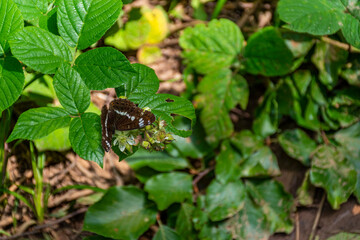 butterfly on a leaf