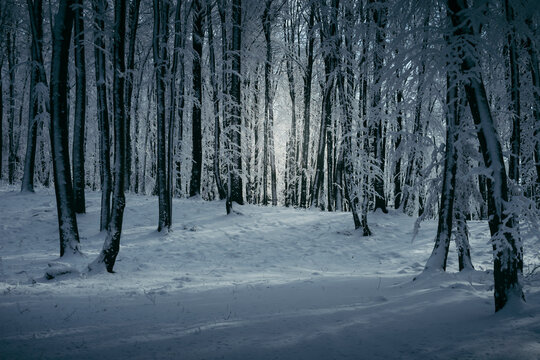 dark fantasy winter forest