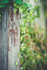 detail of hop cones on a blurred natural background