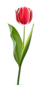 Red tulip on white background. Realistic spring colorful flower vector illustration. Floral decorative plant with petals and green leaves in blossom. Gift for holiday, design for card