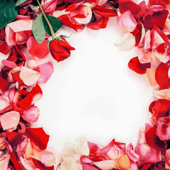 frame of rose petals on white background.