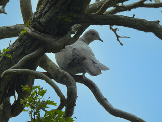 Dove on a branch and blue sky