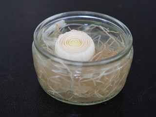 Abgeschnittener Strunk einer Lauchstange mit Wurzeln in einem Glas Wasser, um daraus neuen Lauch zu ziehen