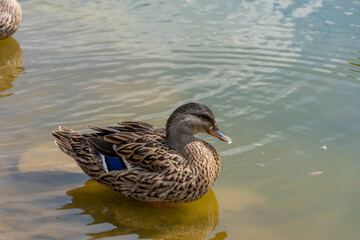 duck on the lake
