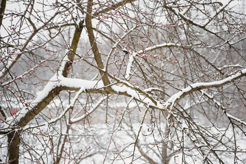 Fresh snow on the branches of cherries.