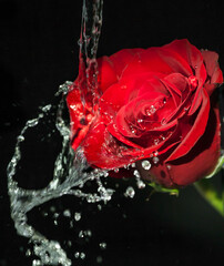 rose and water
