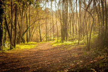 camino o sendero con ambiente fantástico cubierto de hojas atravesando un bosque un día soleado de invierno en Galicia, España