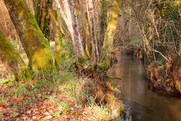 Paisaje fluvial de un bosque de riera en un río de galicia, españa