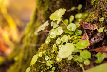 hojas húmedas de pequeña planta verde intenso sobre tronco de árbol con musgo. Ombligo de Venus,...