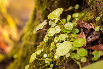 hojas húmedas de pequeña planta verde intenso sobre tronco de árbol con musgo. Ombligo de Venus, Umbilicus rupestris