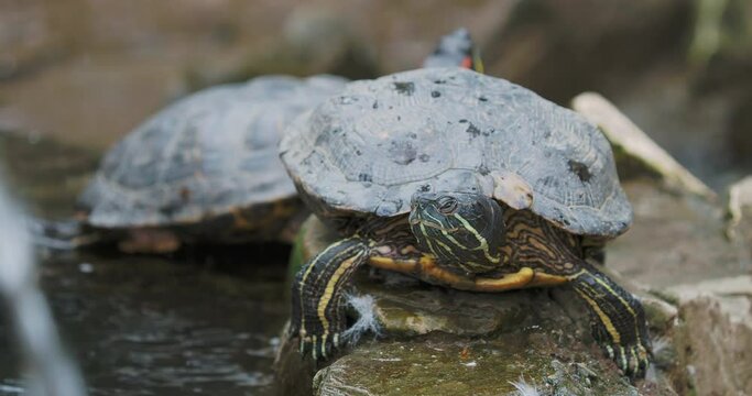 Pond slider or Trachemys scripta, common, medium-sized semi-aquatic turtle. Red-eared turtles.
