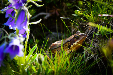 frog in the grass