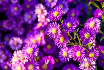 Close up Beautiful Lavender and Cutter  flower in the nature garden , summer flowers