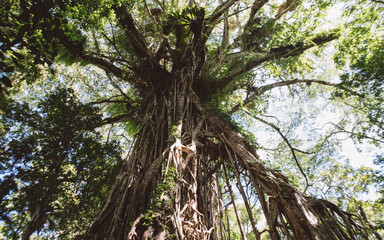 Cathedral Fig Tree
