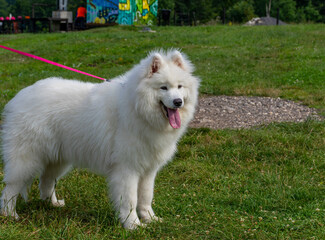 white dog on the grass