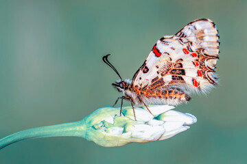 Macro shots, Beautiful nature scene. Closeup beautiful butterfly sitting on the flower in a summer garden. © blackdiamond67