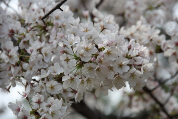 桜の花