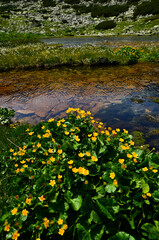 Fototapeta na wymiar Mountain, lake and flowers