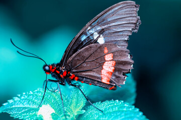 Macro shots, Beautiful nature scene. Closeup beautiful butterfly sitting on the flower in a summer garden.