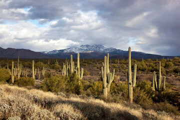 Fototapeta na wymiar In the Arizona Desert Saguaro cactus provide the foreground as snow falls on the Four Peaks