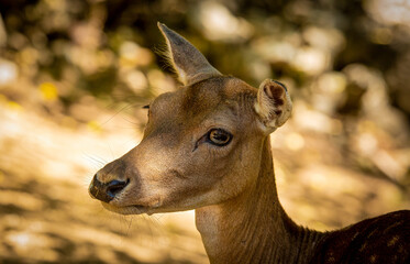 Young Doe: female fallow deer in wilderness.