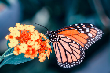 Macro shots, Beautiful nature scene. Closeup beautiful butterfly sitting on the flower in a summer garden.