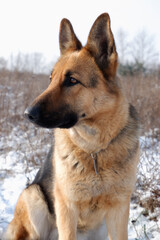 German shepherd dog sitting on white snow in a field.