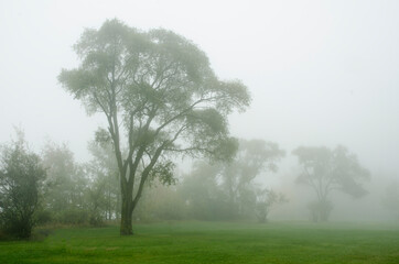 Obraz na płótnie Canvas 596-01 Fog From the Lake