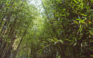 Australien, Sydney, Chinatown