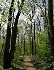 Obraz premium A path through the woods of the Maksmir park.
