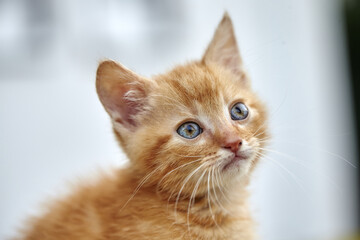 Cute ginger kitten waiting for something impatiently